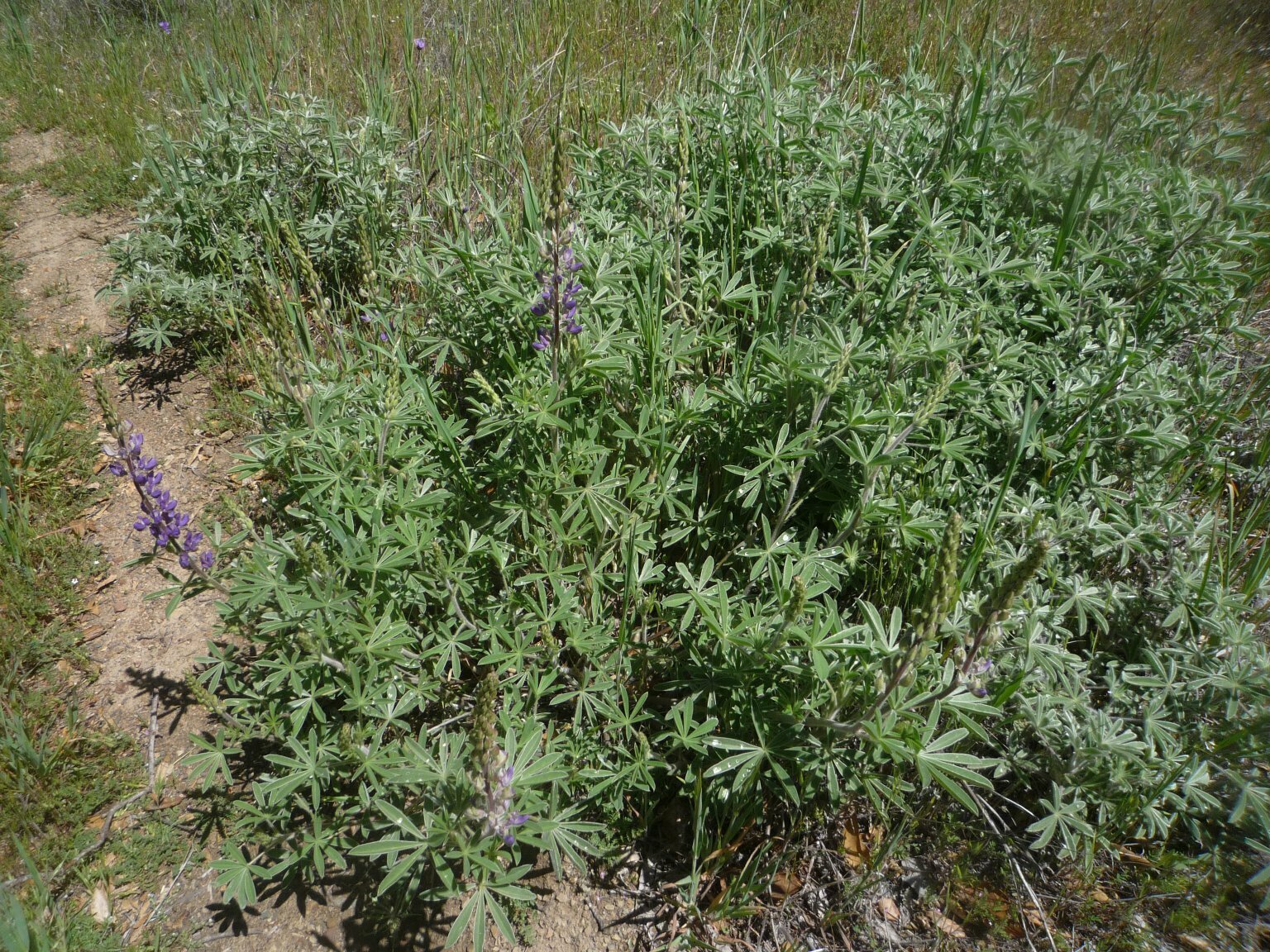 High Resolution Lupinus formosus Plant